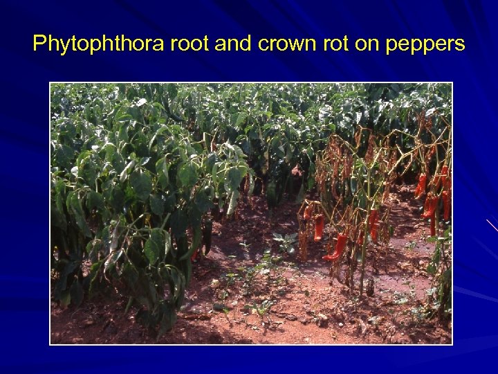 Phytophthora root and crown rot on peppers 