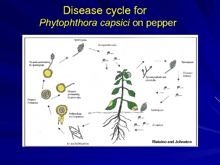 Disease cycle for Phytophthora capsici on pepper Ristaino and Johnston 