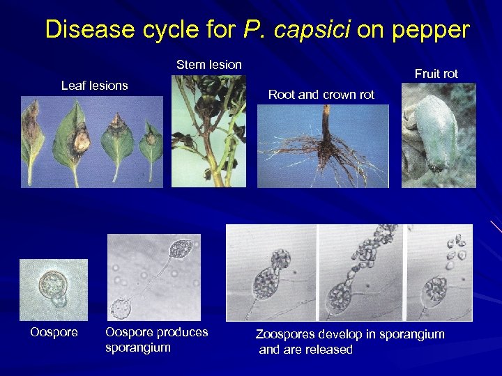 Disease cycle for P. capsici on pepper Stem lesion Leaf lesions Oospore produces sporangium