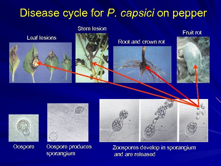 Disease cycle for P. capsici on pepper Stem lesion Leaf lesions Oospore produces sporangium