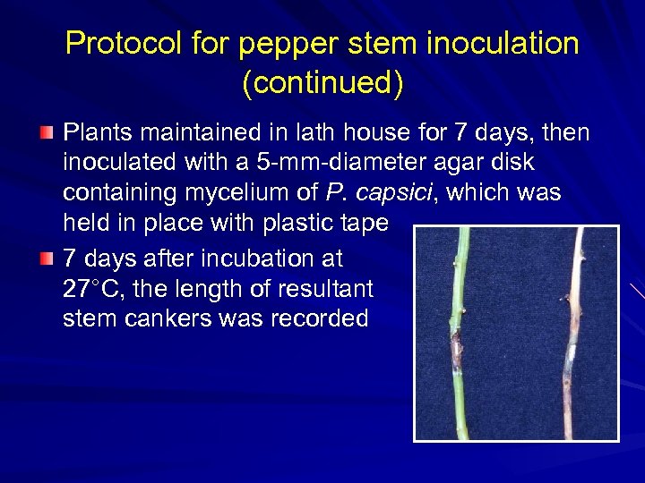 Protocol for pepper stem inoculation (continued) Plants maintained in lath house for 7 days,