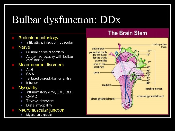 Bulbar dysfunction: DDx n Brainstem pathology n n Nerve n n n ALS SMA