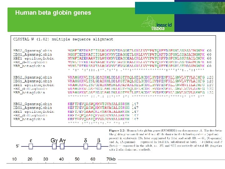 Human beta globin genes 19 