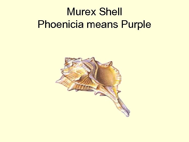 Murex Shell Phoenicia means Purple 