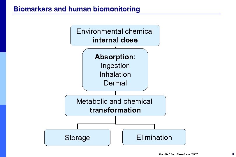 Biomarkers and human biomonitoring Environmental chemical internal dose Absorption: Ingestion Inhalation Dermal Metabolic and