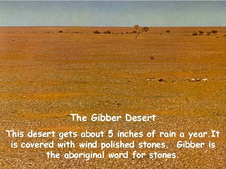 The Gibber Desert This desert gets about 5 inches of rain a year. It