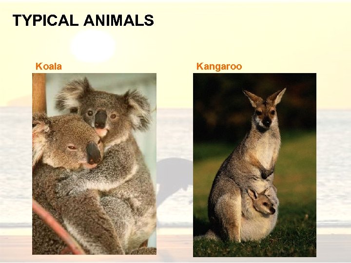 TYPICAL ANIMALS Koala Kangaroo 
