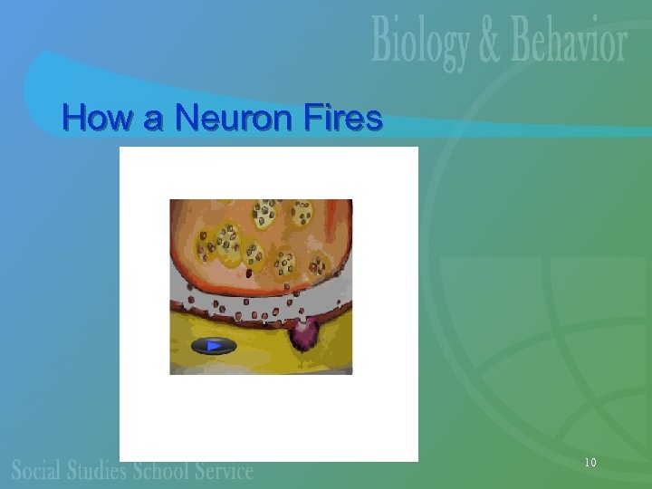 How a Neuron Fires 10 