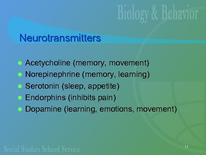 Neurotransmitters l l l Acetycholine (memory, movement) Norepinephrine (memory, learning) Serotonin (sleep, appetite) Endorphins