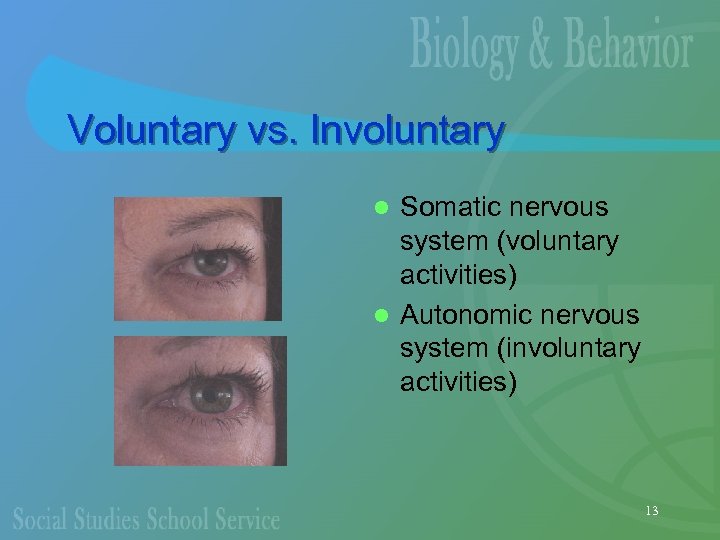 Voluntary vs. Involuntary Somatic nervous system (voluntary activities) l Autonomic nervous system (involuntary activities)