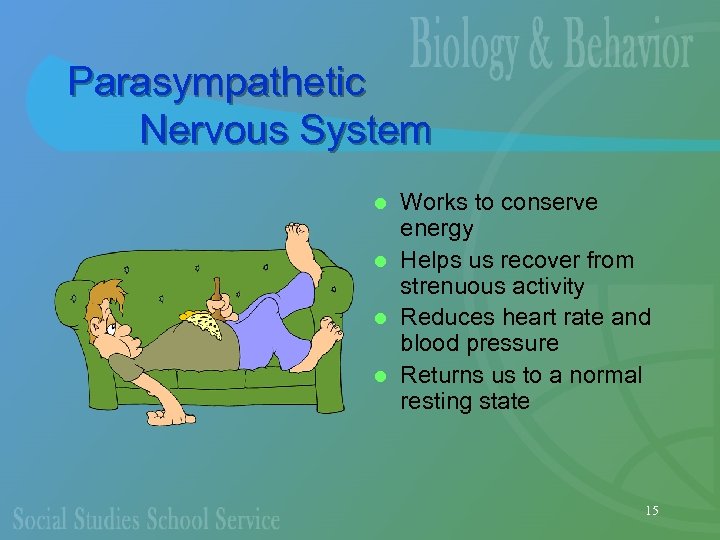 Parasympathetic Nervous System Works to conserve energy l Helps us recover from strenuous activity