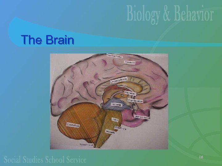 The Brain 16 