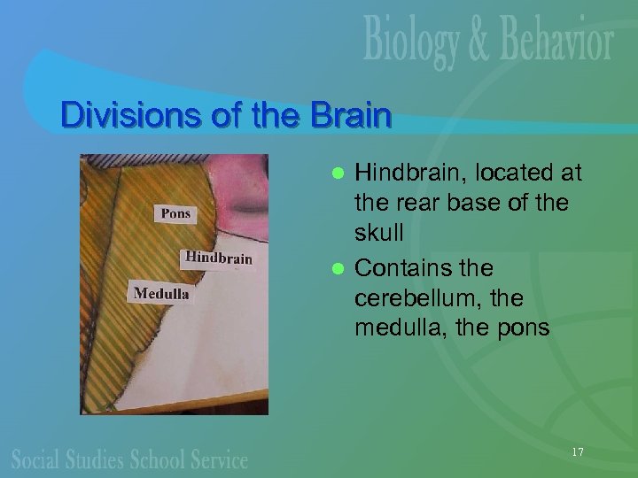 Divisions of the Brain Hindbrain, located at the rear base of the skull l