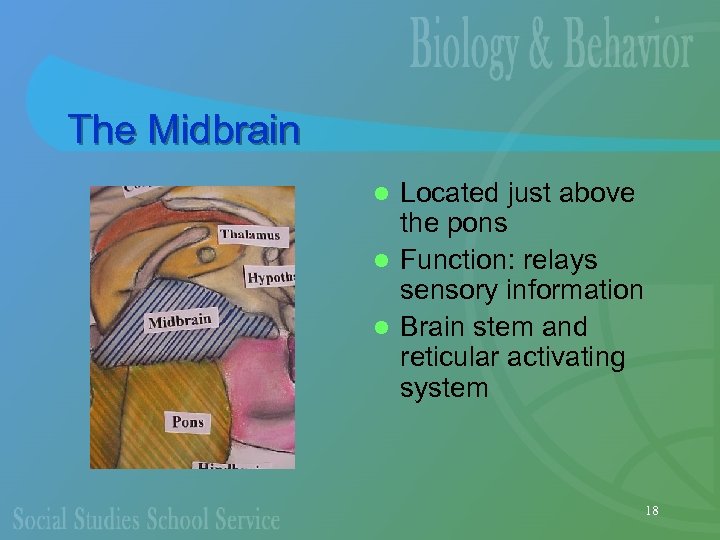 The Midbrain Located just above the pons l Function: relays sensory information l Brain