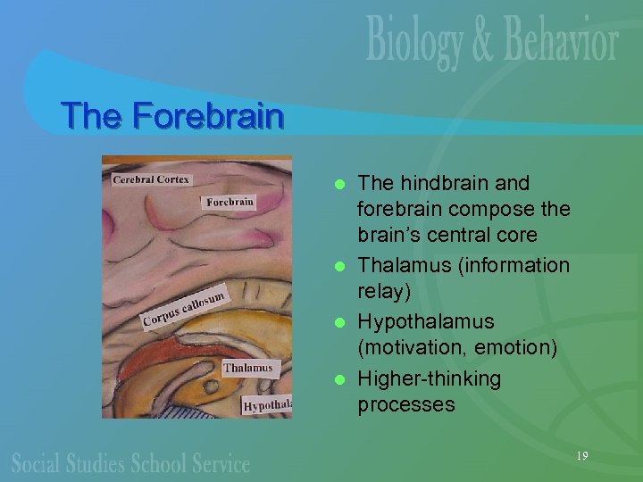 The Forebrain The hindbrain and forebrain compose the brain’s central core l Thalamus (information