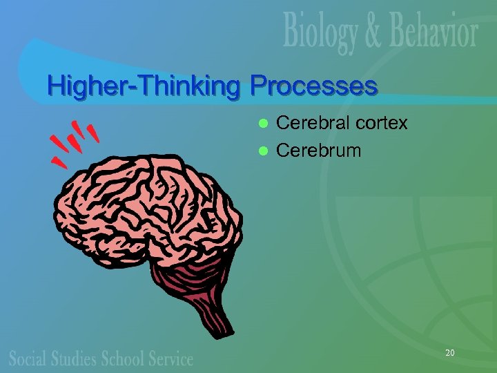 Higher-Thinking Processes Cerebral cortex l Cerebrum l 20 