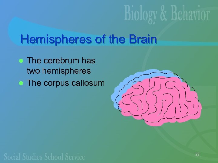 Hemispheres of the Brain The cerebrum has two hemispheres l The corpus callosum l