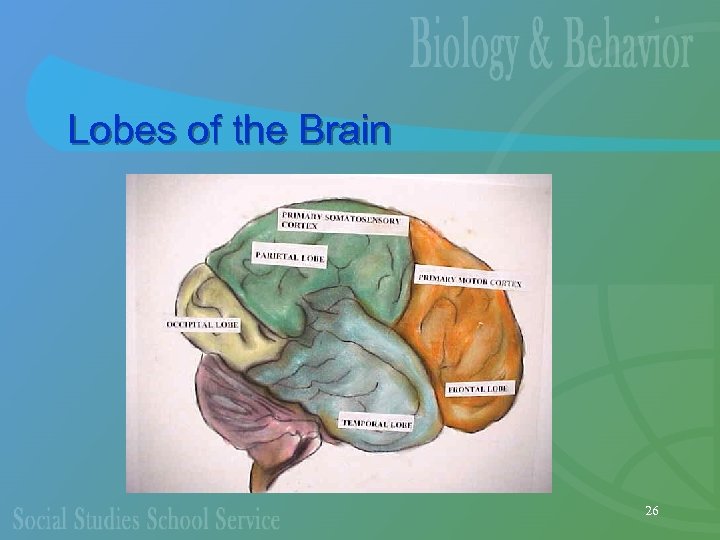Lobes of the Brain 26 