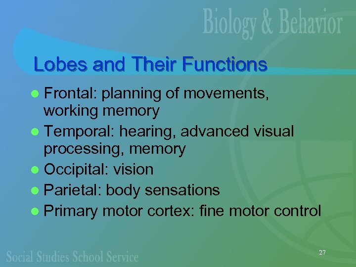 Lobes and Their Functions l Frontal: planning of movements, working memory l Temporal: hearing,