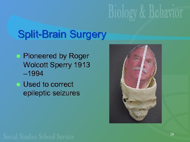 Split-Brain Surgery Pioneered by Roger Wolcott Sperry 1913 – 1994 l Used to correct