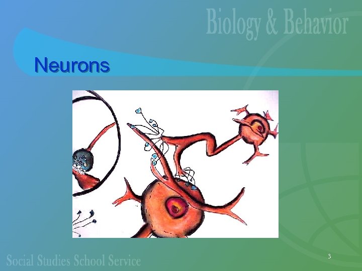 Neurons 3 