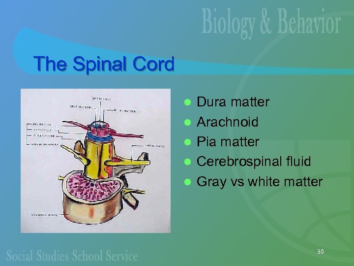 The Spinal Cord l l l Dura matter Arachnoid Pia matter Cerebrospinal fluid Gray