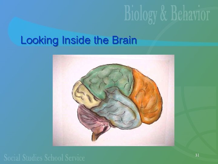 Looking Inside the Brain 31 