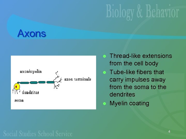 Axons Thread-like extensions from the cell body l Tube-like fibers that carry impulses away