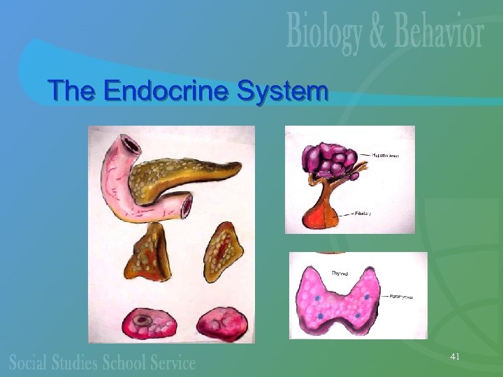 The Endocrine System 41 