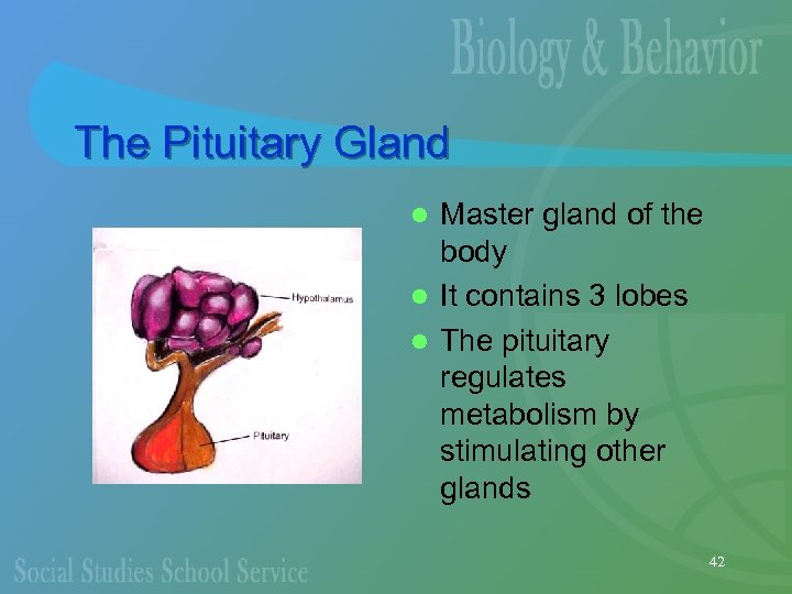 The Pituitary Gland Master gland of the body l It contains 3 lobes l