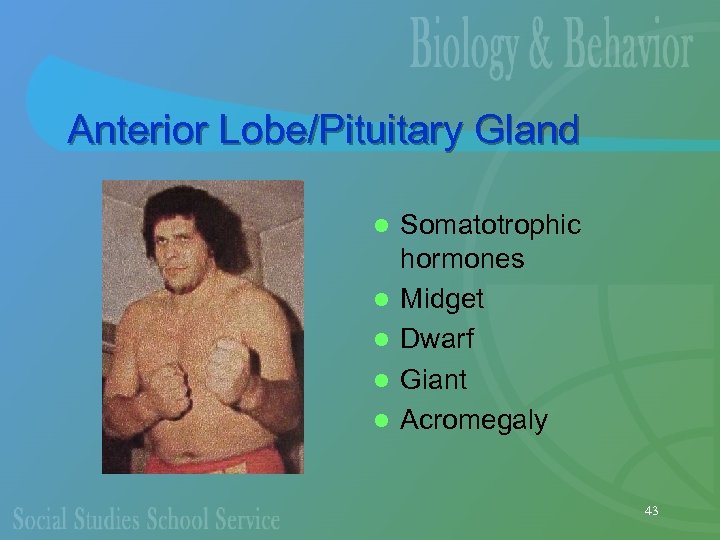 Anterior Lobe/Pituitary Gland l l l Somatotrophic hormones Midget Dwarf Giant Acromegaly 43 