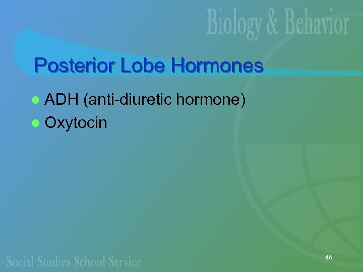 Posterior Lobe Hormones l ADH (anti-diuretic hormone) l Oxytocin 46 