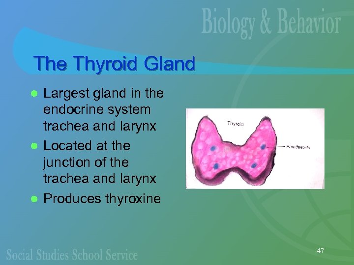 The Thyroid Gland Largest gland in the endocrine system trachea and larynx l Located