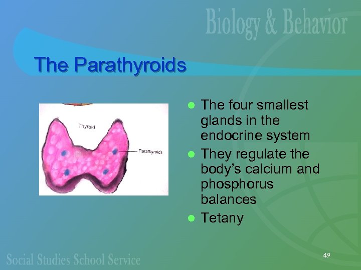 The Parathyroids The four smallest glands in the endocrine system l They regulate the
