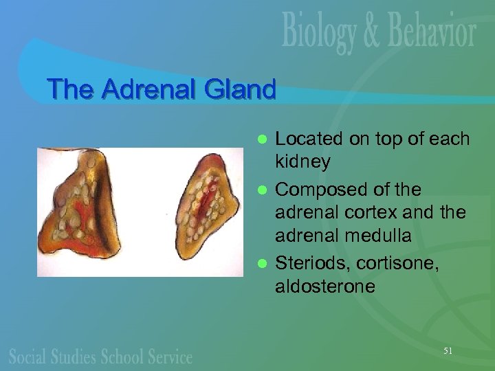 The Adrenal Gland Located on top of each kidney l Composed of the adrenal
