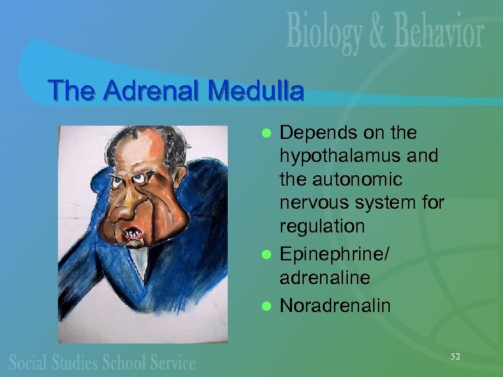 The Adrenal Medulla Depends on the hypothalamus and the autonomic nervous system for regulation