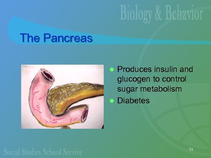 The Pancreas Produces insulin and glucogen to control sugar metabolism l Diabetes l 53
