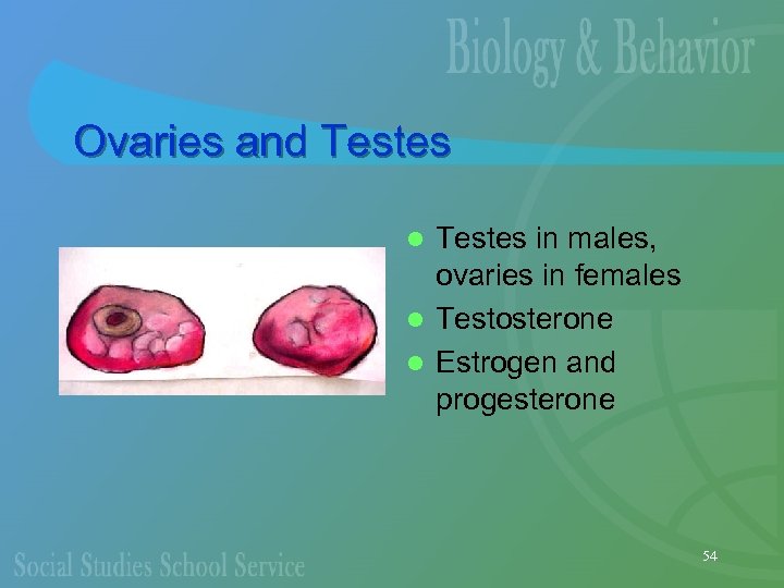 Ovaries and Testes in males, ovaries in females l Testosterone l Estrogen and progesterone