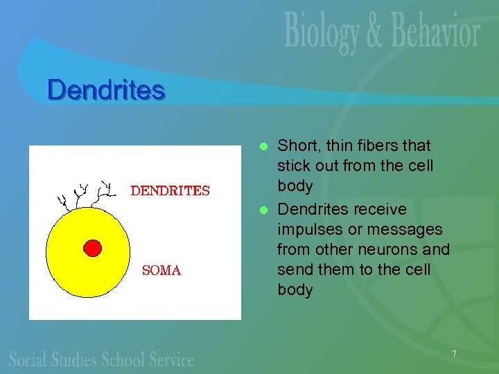 Dendrites Short, thin fibers that stick out from the cell body l Dendrites receive