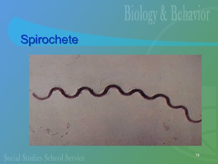 Spirochete 78 