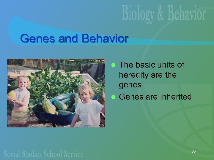 Genes and Behavior The basic units of heredity are the genes l Genes are