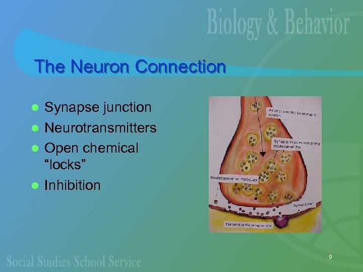 The Neuron Connection Synapse junction l Neurotransmitters l Open chemical “locks” l Inhibition l