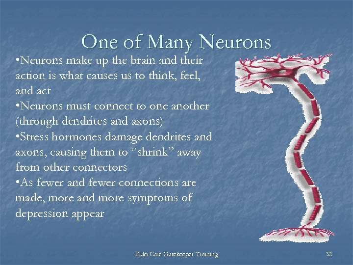 One of Many Neurons • Neurons make up the brain and their action is