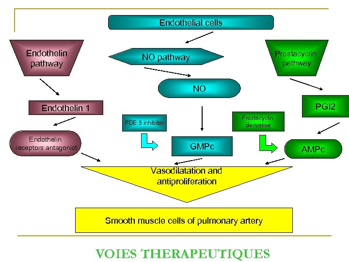 Endothelial cells Endothelin pathway Prostacyclin pathway NO PGI 2 Endothelin 1 Prostacyclin derivative PDE