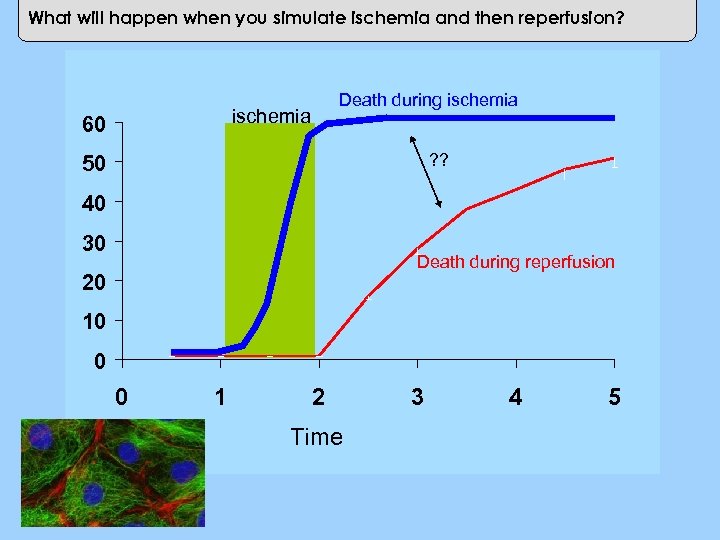 What will happen when you simulate ischemia and then reperfusion? ischemia 60 Cell Death