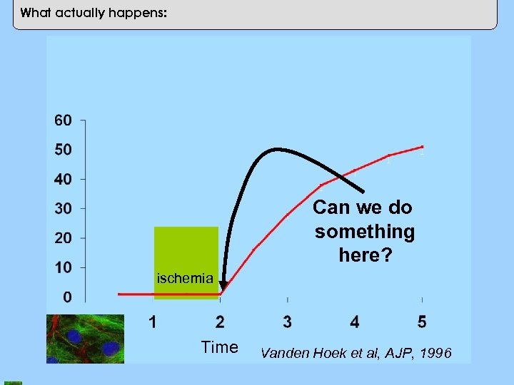 Cell Death (%) What actually happens: Can we do something here? ischemia Time Vanden