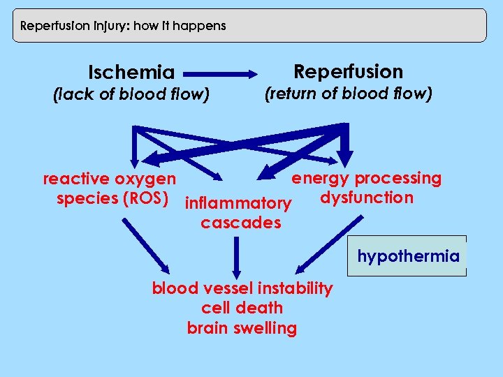 Reperfusion injury: how it happens Ischemia (lack of blood flow) Reperfusion (return of blood
