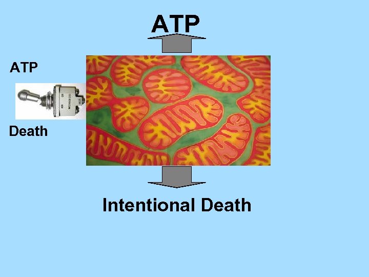 ATP Death Intentional Death 