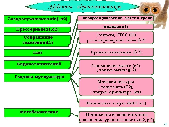 Эффекты адреномиметиков Сосудосуживающий ( α 1, α 2) Прессорный α 1, α 2) (
