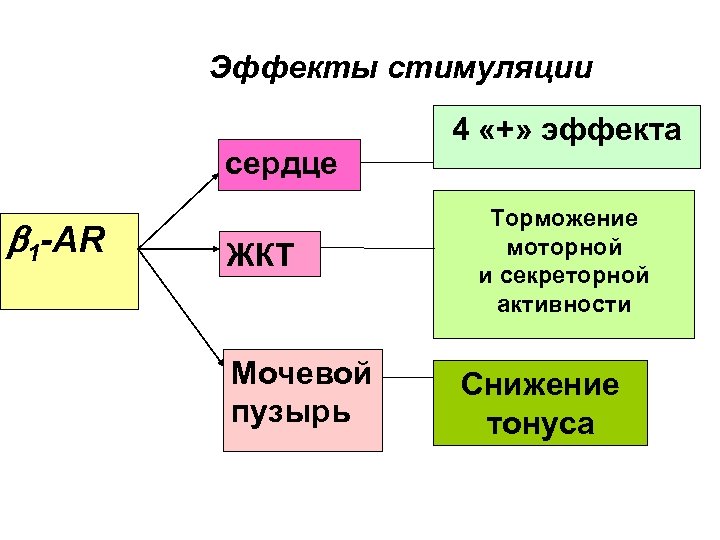 Эффекты стимуляции сердце 1 -AR ЖКТ Мочевой пузырь 4 «+» эффекта Торможение моторной и